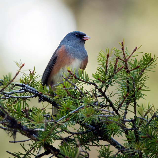 Dark Eyed Junco