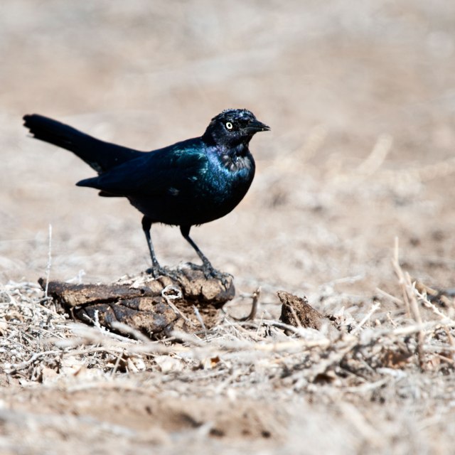 Grackle_poop_1
