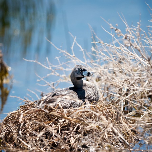 Pie Billed Grebe
