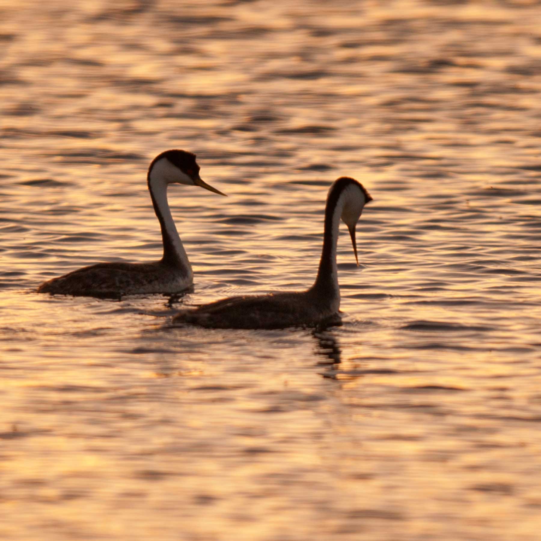 Grebes Night Out