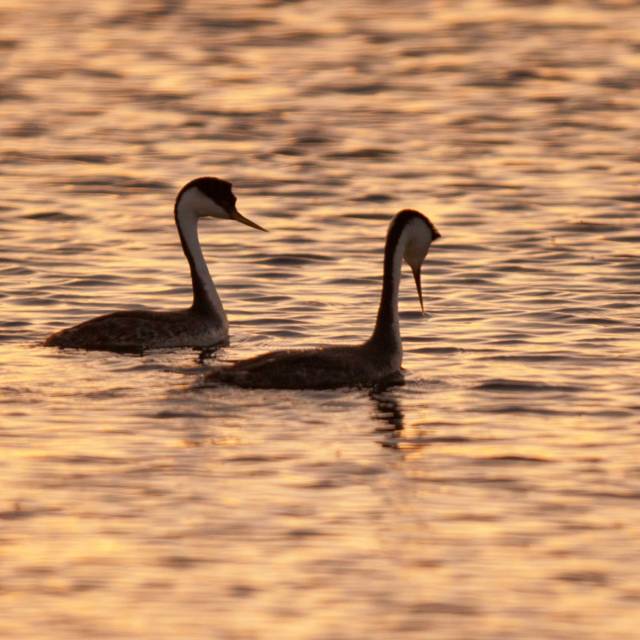 Grebes Night Out