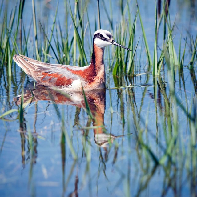 Wilsons Phalarope 
