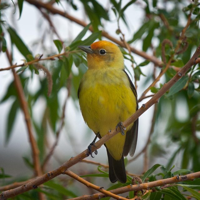 Western Tanager 