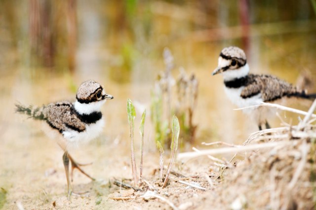 Are_you_my_brother_1