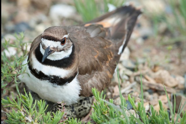 Killdeer_nesting_1