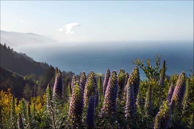 Lupines_sea_1