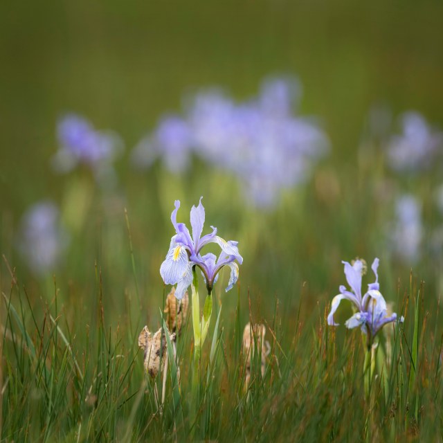 Wild_iris_1