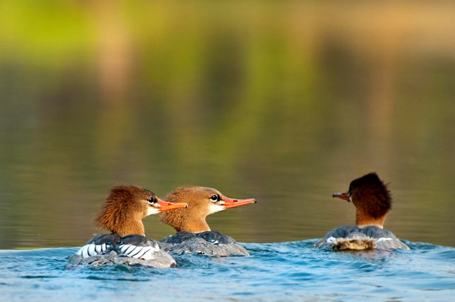 3_mergansers_evening_light