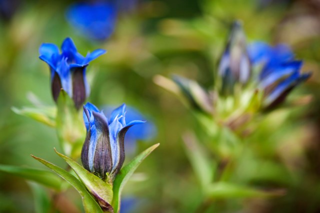 Blue_flowers_1