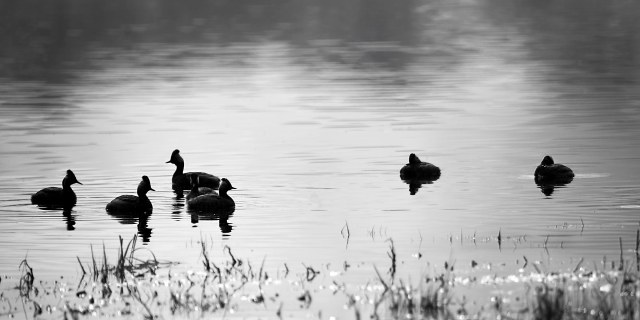 eared_grebes_bw_1