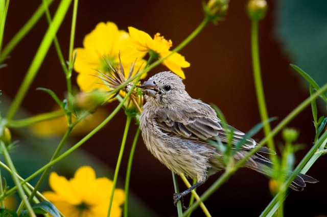 FInch_flowers_2