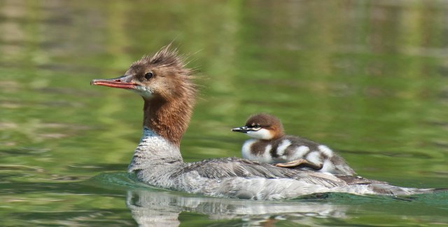Merganser_mom_chick_3