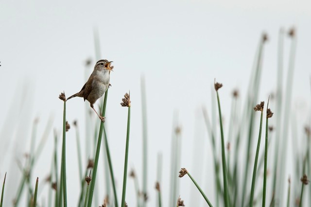 Marsh_wren_1