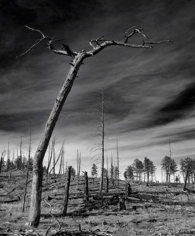 Deadtree_1_buffalo_creek