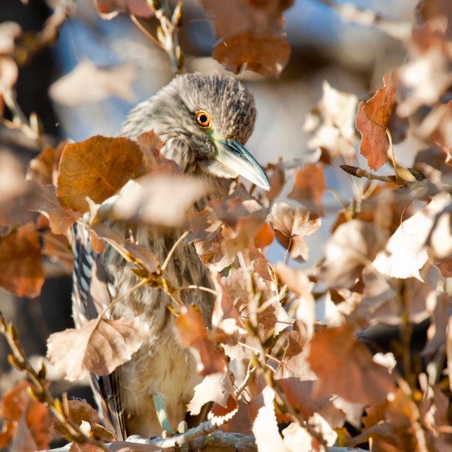 Fall_night_heron