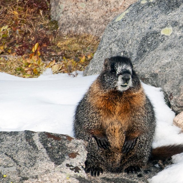 Marmot_2