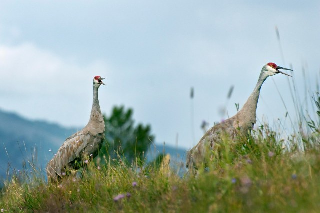 sandhill_cranes_2