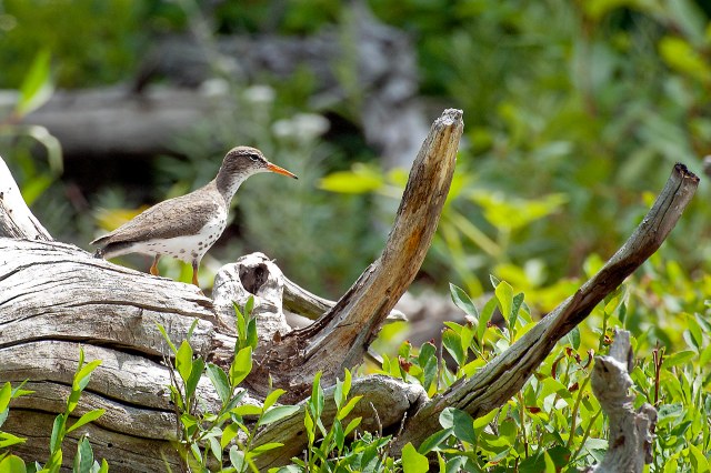 Spotted_sandpiper_1