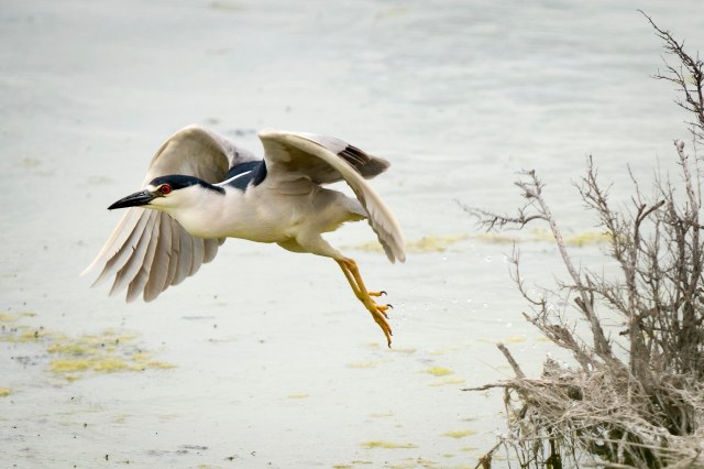 Black_caped_flight_2