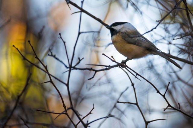 CHichadee_stained_glass_1