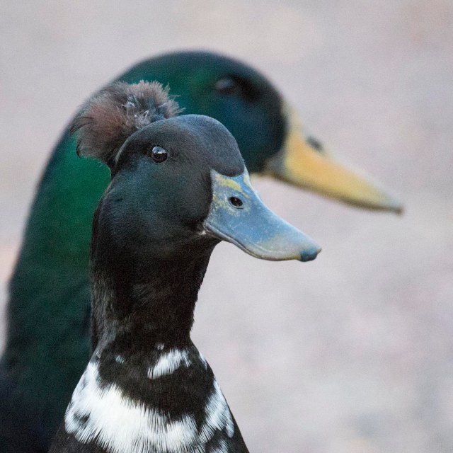Melanistic_mallard_7
