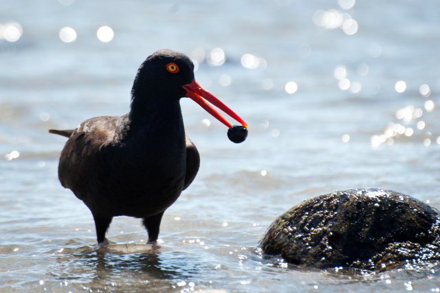 Oyster_catcher_5