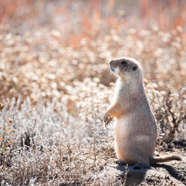 Prairie_dog_fall_1