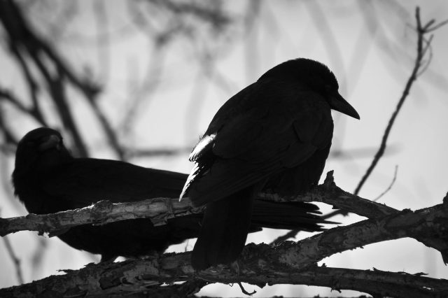Raven_backlight_1
