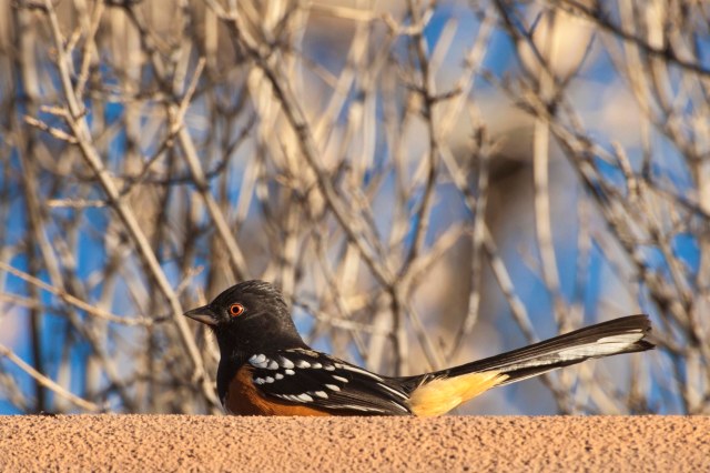 towhee_2