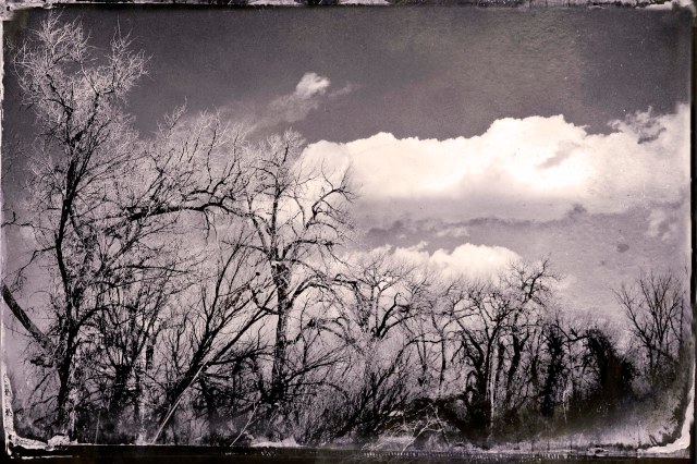 After the leaves have gone