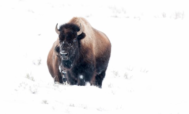 Bison_winter_1