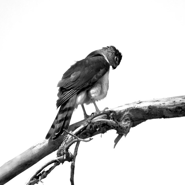 Coopers_hawk_bw_1