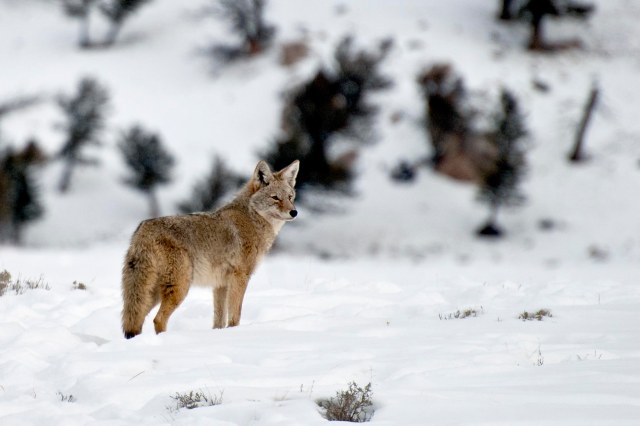 coyote_3