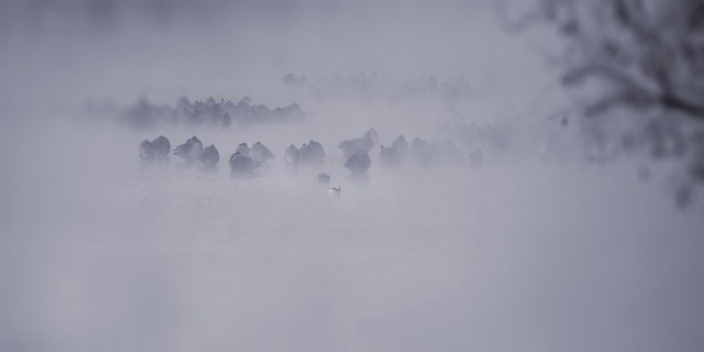 Geese_fog_1