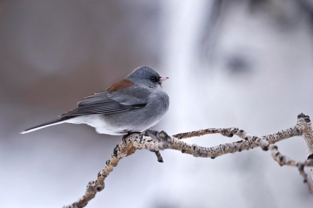 junco