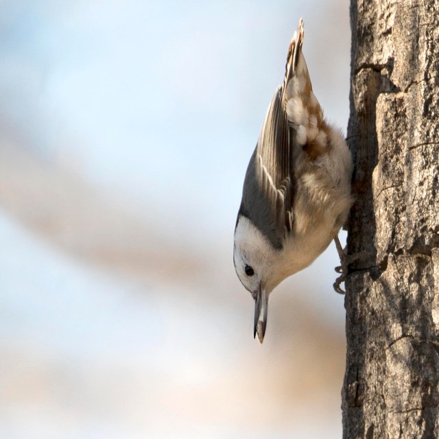 White_breasted_nuthatch_2