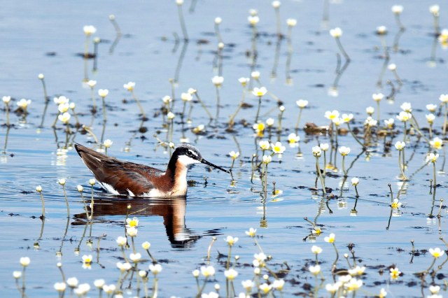 Phalarope_flowers_4