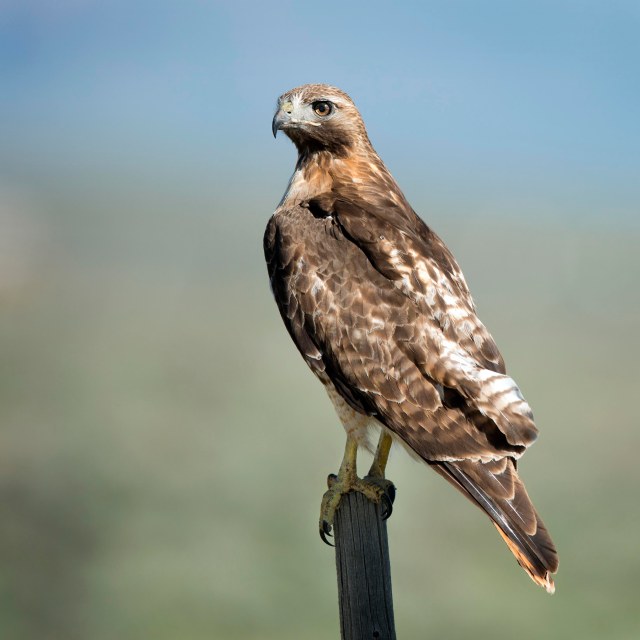 Red_tail_1