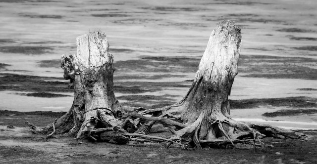 Two_stumps_bw