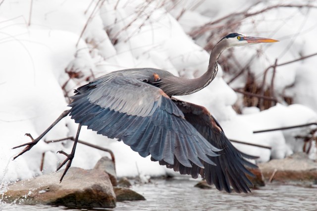 Blue_heron_1