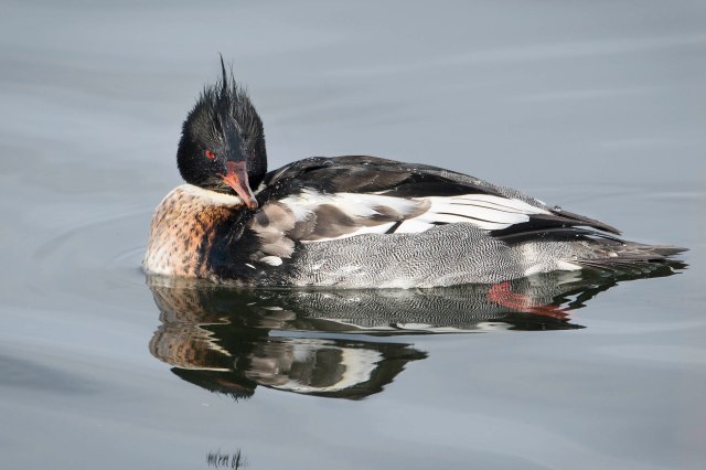 Red_breasted_merganser_1