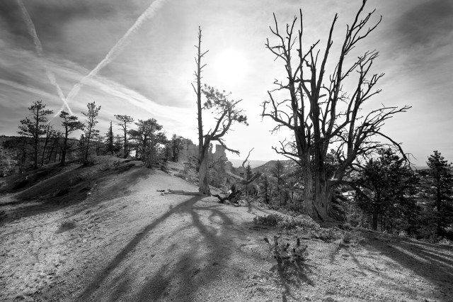 Bryce_bw