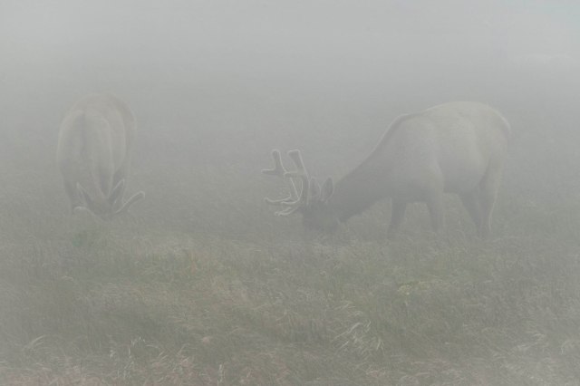Tule_elk_fog_1