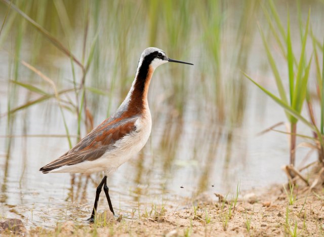 Wilson's_phalarope