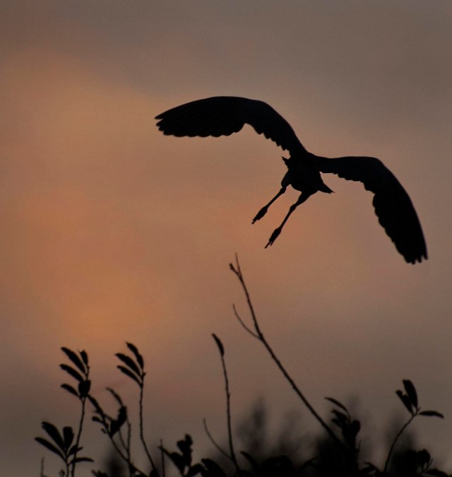 Good_night_heron_1