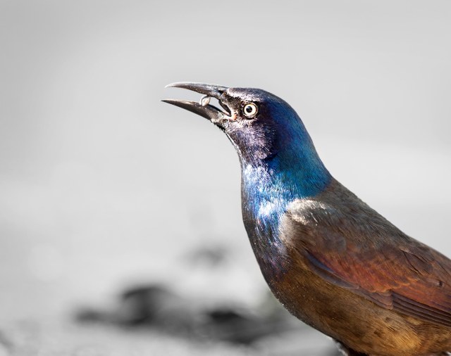 Grackle