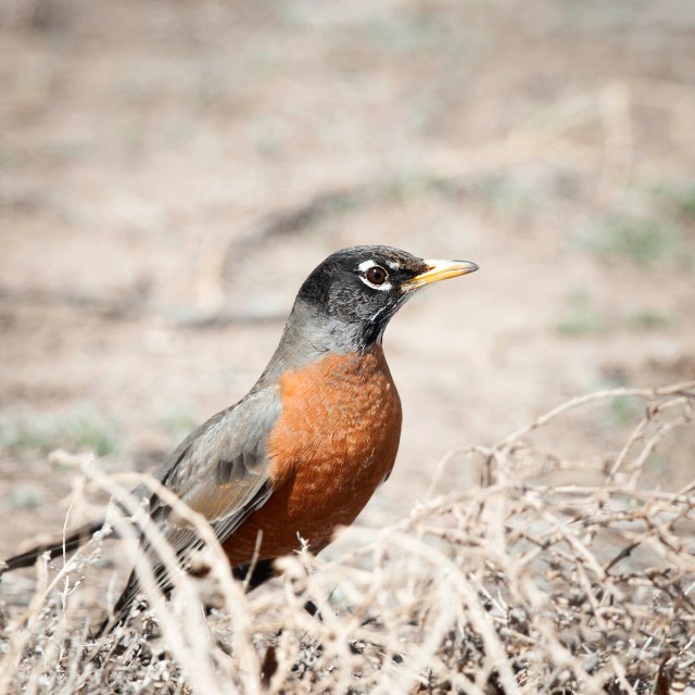 Robins Return – nature has no boss