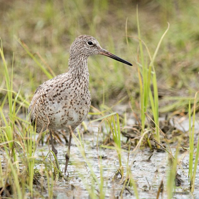 Willet