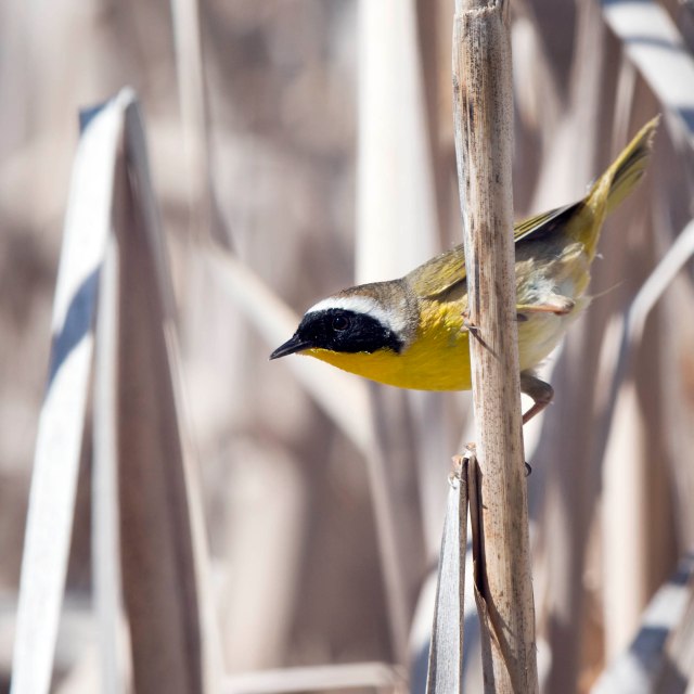 Yellowthroat_1