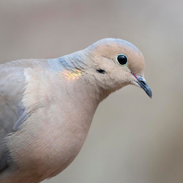 Mourning_dove_1